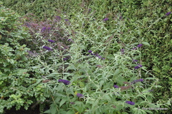 Buddleia Davidii 'Black Knight' — photo 2